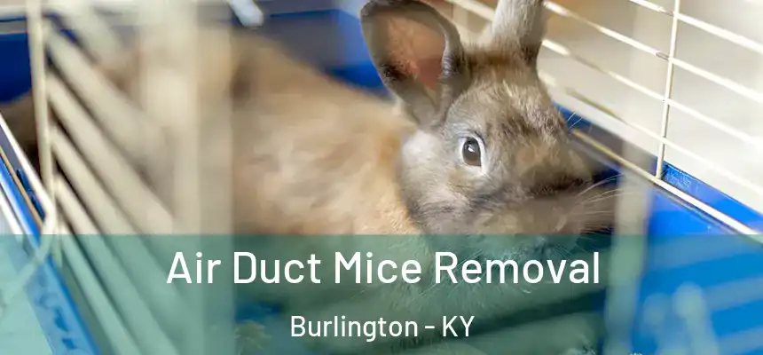 Air Duct Mice Removal Burlington - KY