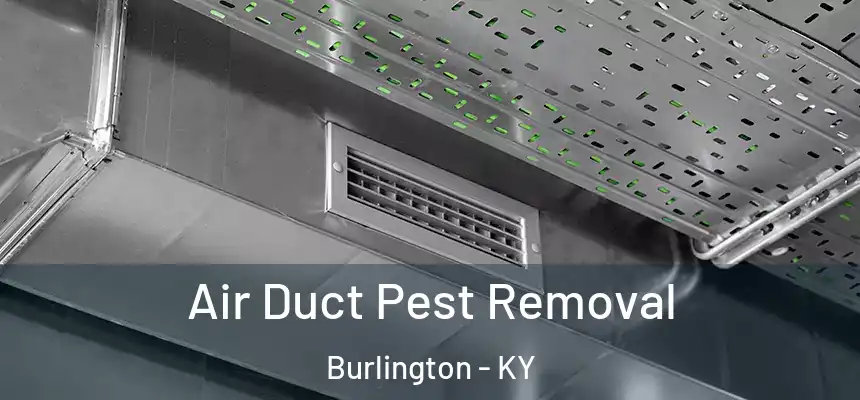  Air Duct Pest Removal Burlington - KY