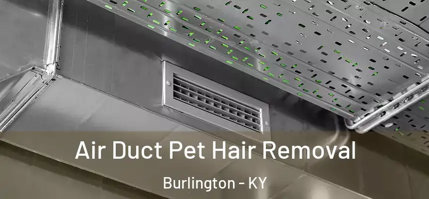 Air Duct Pet Hair Removal Burlington - KY