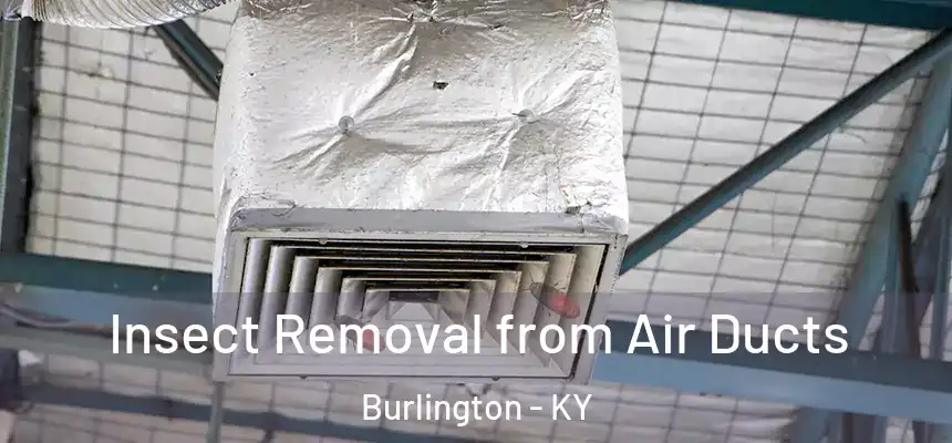  Insect Removal from Air Ducts Burlington - KY