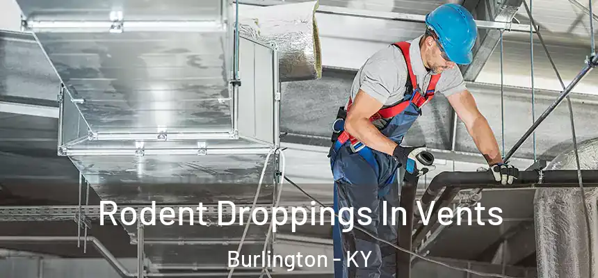  Rodent Droppings In Vents Burlington - KY